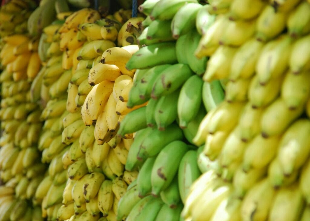 Bunch of Banana Varieties